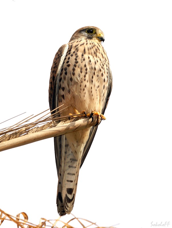 Гордая осанка