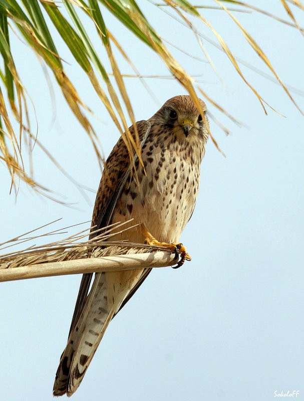 Я тебя вижу