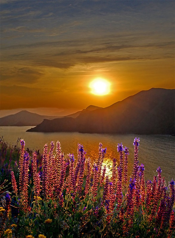 цветочный закат