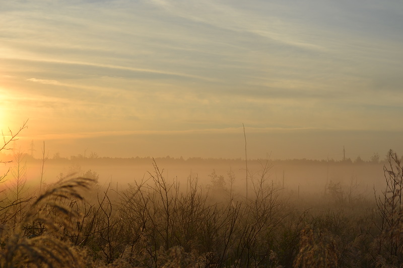 Туманное утро