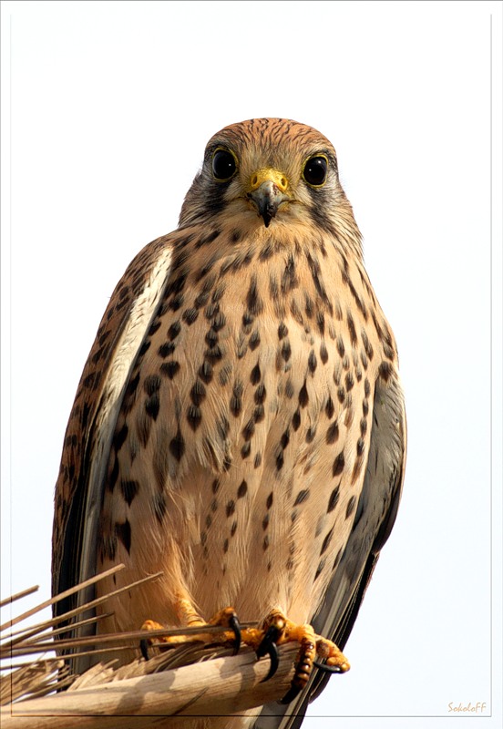 Ясный сокол