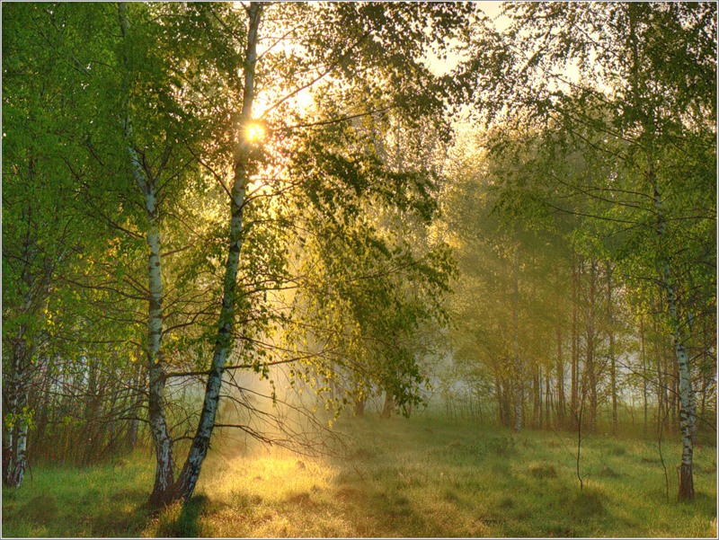 Туманное утро