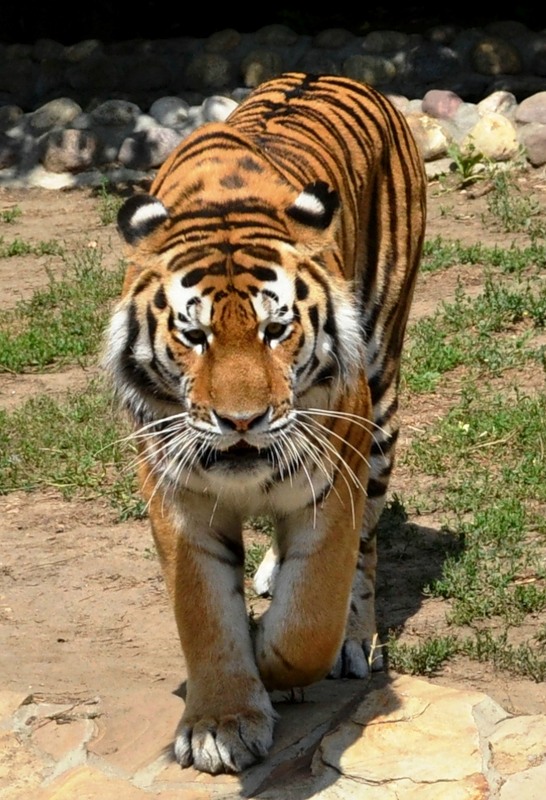 Амурский тигр